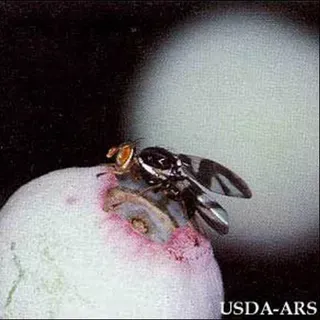thumbnail for publication: Blueberry Maggot, Rhagoletis mendax Curran
